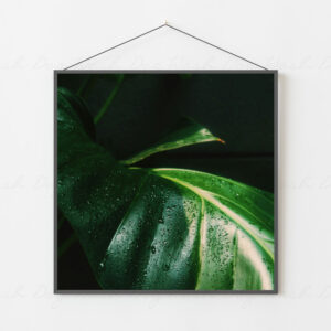 Tropical Zen - Leaf Photography Print