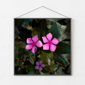 Pink Petal Focus - Floral Photography Print